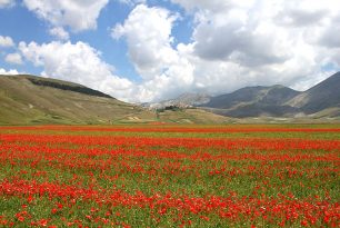 Castelluccio-fioritura-4